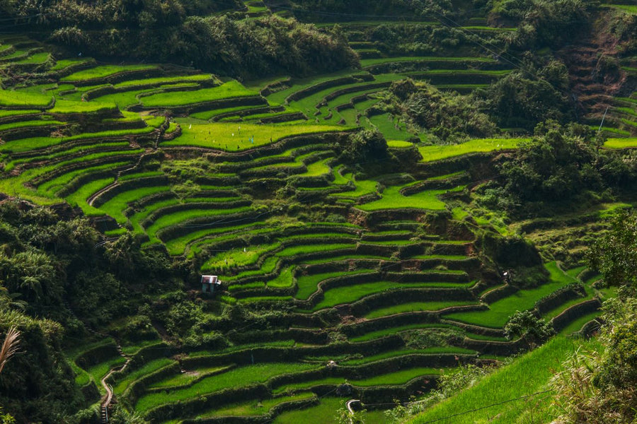 Banaue Rice Terraces