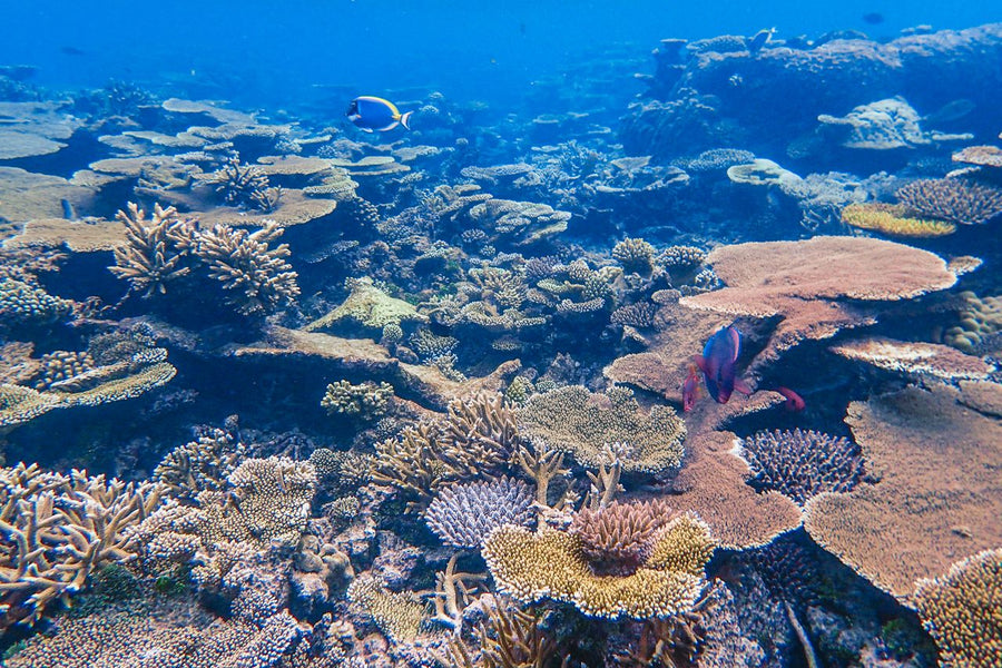 Tubbataha Reefs Natural Park