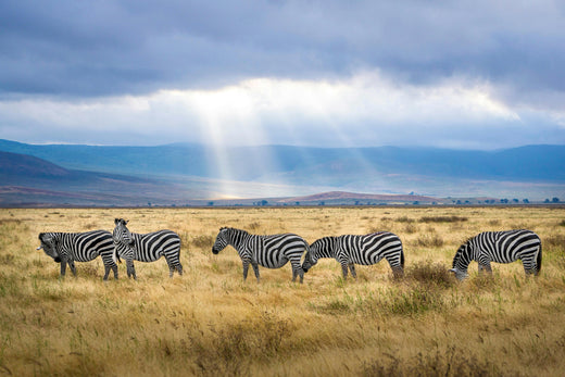 Africa