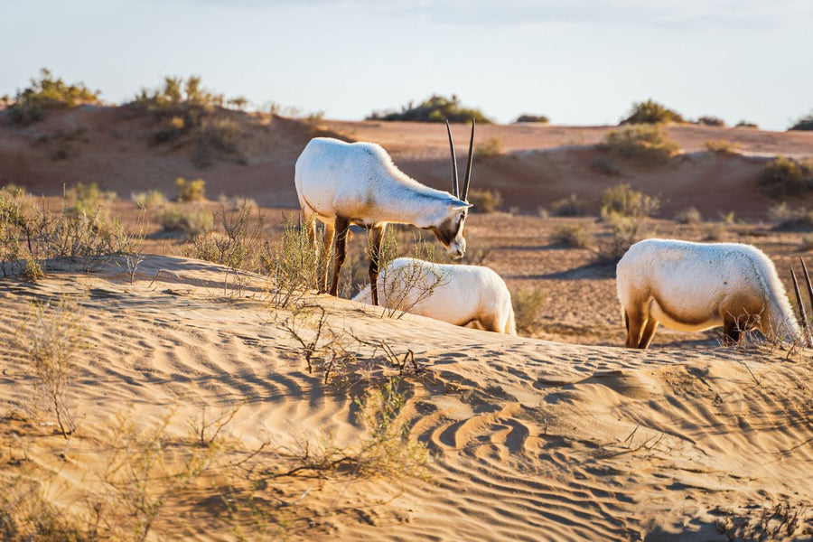 Dubai Desert Conservation Reserve