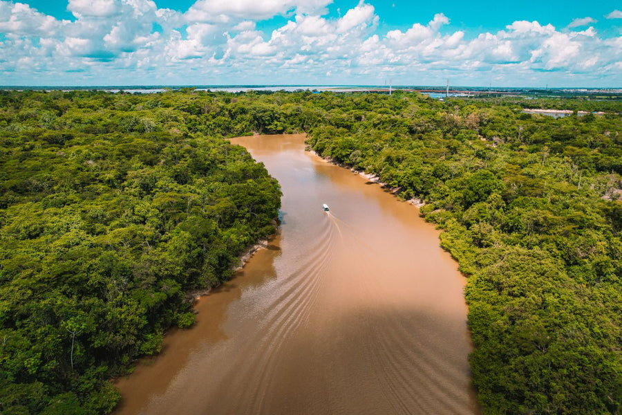 Amazon Rainforest