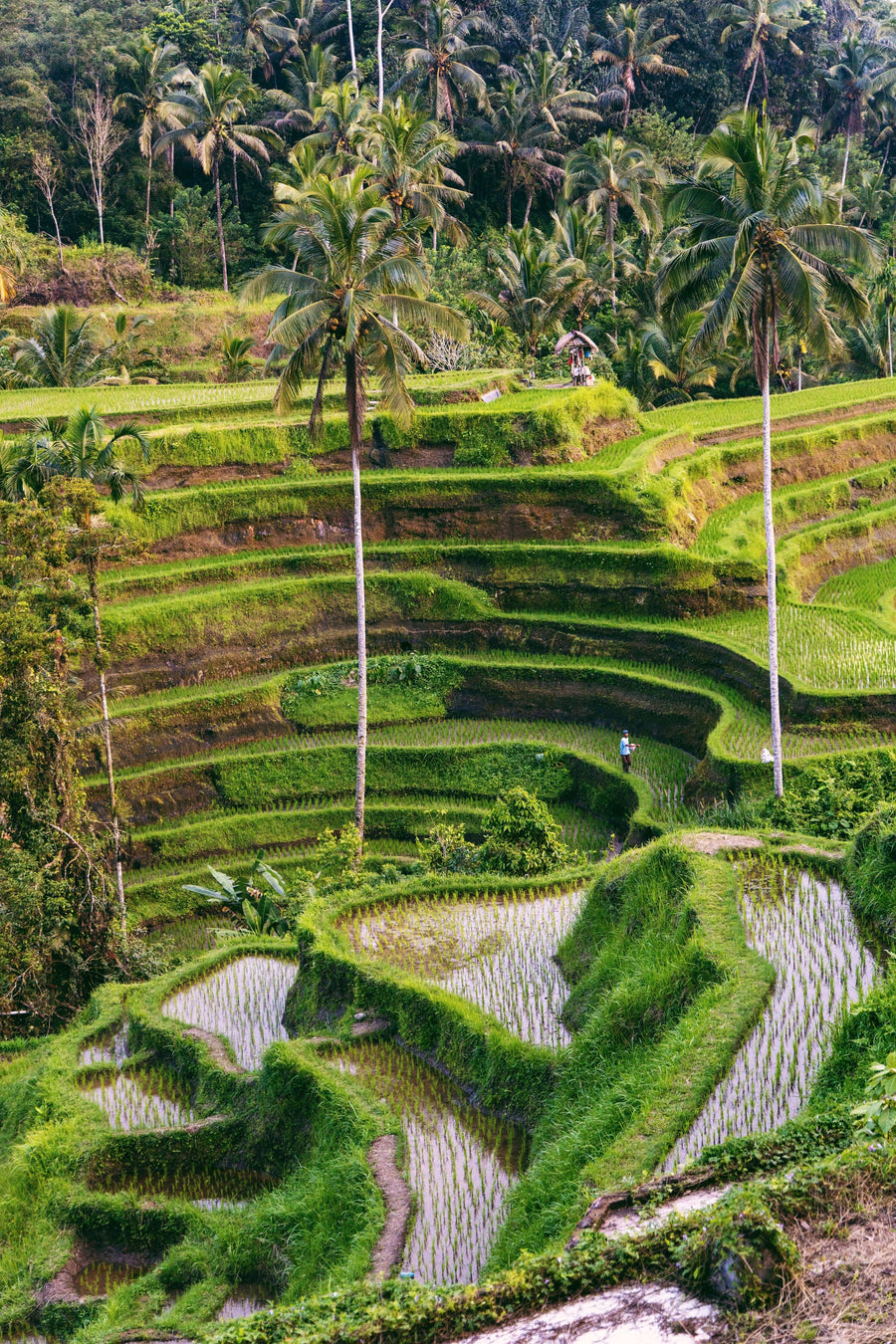 Tegallalang Rice Terraces