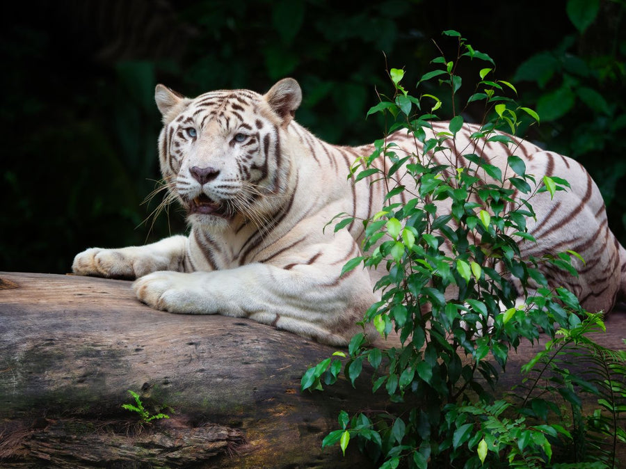 Night Safari